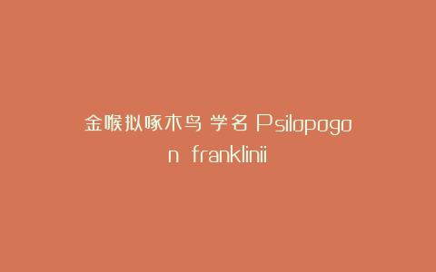 金喉拟啄木鸟(学名:Psilopogon franklinii)