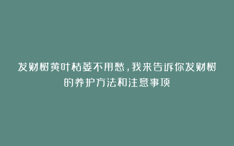 发财树黄叶枯萎不用愁，我来告诉你发财树的养护方法和注意事项