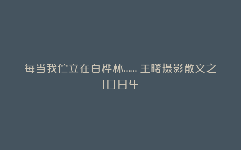 每当我伫立在白桦林……（王曙摄影散文之1084）