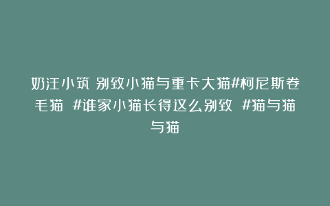奶汪小筑：别致小猫与重卡大猫#柯尼斯卷毛猫 #谁家小猫长得这么别致 #猫与猫与猫