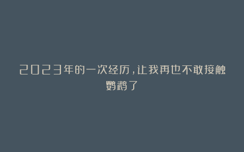 2023年的一次经历，让我再也不敢接触鹦鹉了！