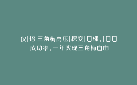 仅1招！三角梅高压1棵变10棵，100%成功率，一年实现三角梅自由