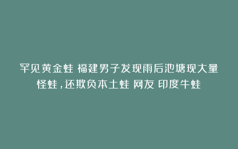罕见黄金蛙？福建男子发现雨后池塘现大量怪蛙，还欺负本土蛙？网友：印度牛蛙！