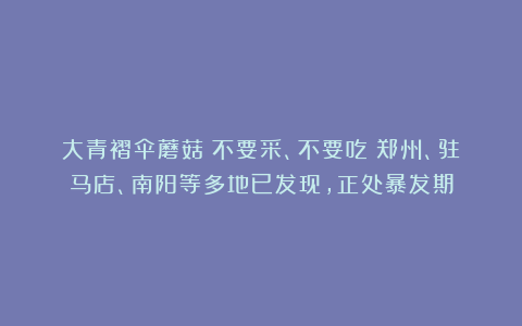 大青褶伞蘑菇：不要采、不要吃！郑州、驻马店、南阳等多地已发现，正处暴发期