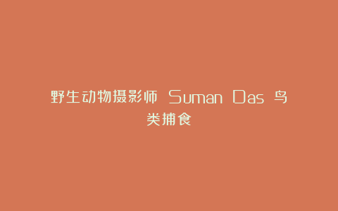 野生动物摄影师 Suman Das 鸟类捕食