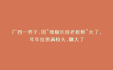 广西一男子，因“辣椒长成老桩树”火了，年年挂果满枝头，赚大了