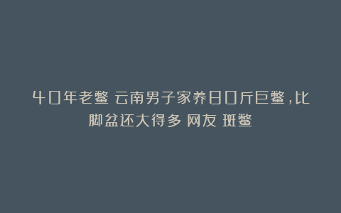 40年老鳖？云南男子家养80斤巨鳖，比脚盆还大得多！网友：斑鳖！