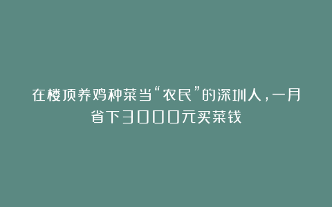 在楼顶养鸡种菜当“农民”的深圳人，一月省下3000元买菜钱