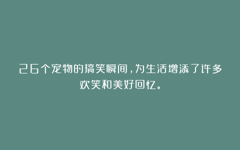 26个宠物的搞笑瞬间，为生活增添了许多欢笑和美好回忆。