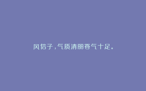 风信子，气质清丽香气十足。