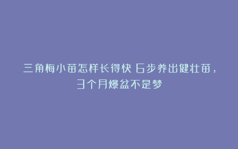 三角梅小苗怎样长得快？6步养出健壮苗，3个月爆盆不是梦！
