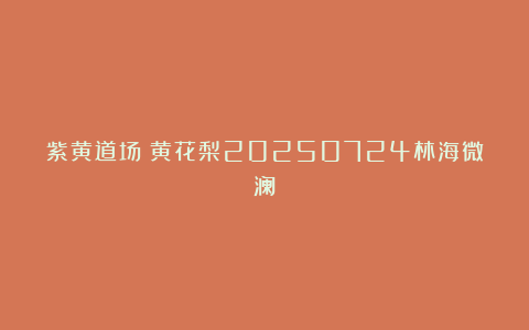 紫黄道场：黄花梨20250724林海微澜