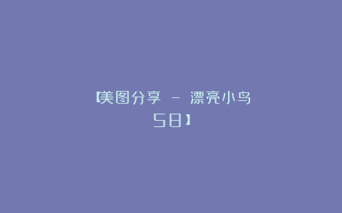 【美图分享 – 漂亮小鸟（58）】