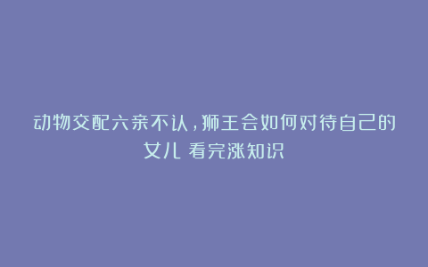 动物交配六亲不认，狮王会如何对待自己的女儿？看完涨知识