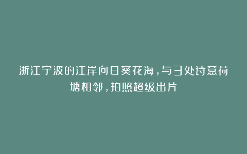 浙江宁波的江岸向日葵花海，与3处诗意荷塘相邻，拍照超级出片