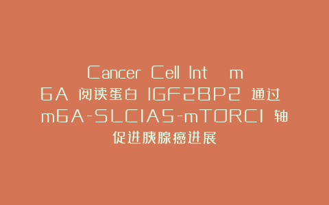 Cancer Cell Int | m6A 阅读蛋白 IGF2BP2 通过 m6A-SLC1A5-mTORC1 轴促进胰腺癌进展