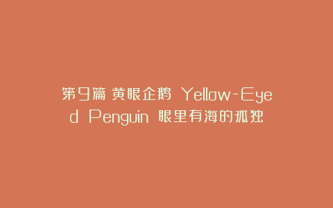 第9篇：黄眼企鹅 Yellow-Eyed Penguin 眼里有海的孤独