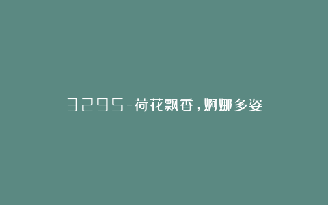 3295-荷花飘香，婀娜多姿