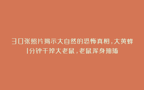 30张照片揭示大自然的恐怖真相，大黄蜂1分钟干掉大老鼠，老鼠浑身抽搐