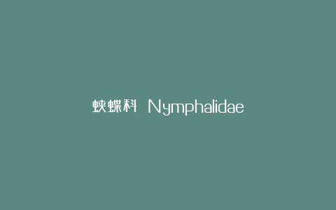 蛱蝶科 Nymphalidae