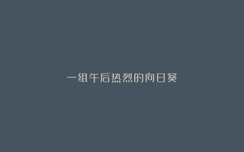 一组午后热烈的向日葵