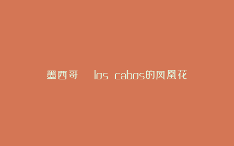 墨西哥 | los cabos的凤凰花
