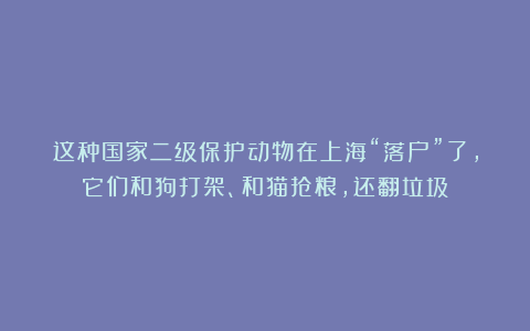 这种国家二级保护动物在上海“落户”了，它们和狗打架、和猫抢粮，还翻垃圾