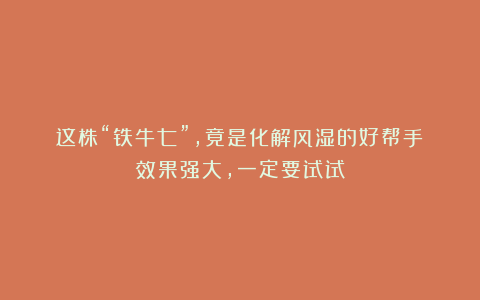 这株“铁牛七”，竟是化解风湿的好帮手！效果强大，一定要试试