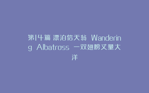 第14篇：漂泊信天翁 Wandering Albatross 一双翅膀丈量大洋