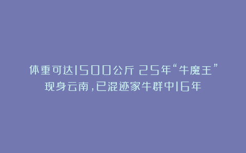 体重可达1500公斤!25年“牛魔王”现身云南,已混迹家牛群中16年