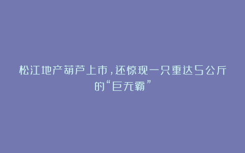 松江地产葫芦上市，还惊现一只重达5公斤的“巨无霸”