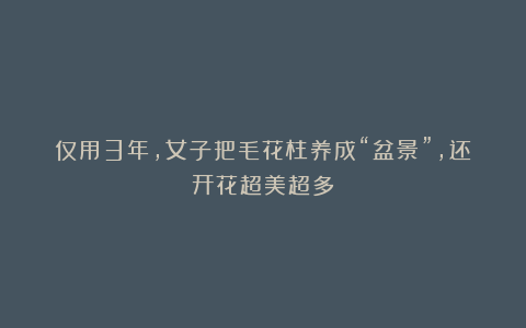 仅用3年，女子把毛花柱养成“盆景”，还开花超美超多！