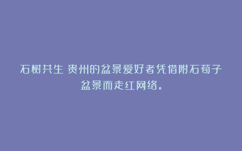石树共生！贵州的盆景爱好者凭借附石荀子盆景而走红网络。