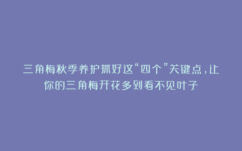 三角梅秋季养护抓好这“四个”关键点，让你的三角梅开花多到看不见叶子