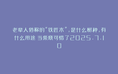 老辈人俗称的“铁匠木”，是什么树种，有什么用途？当柴烧可惜了2025.7.10