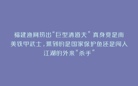 福建渔网捞出“巨型清道夫”？真身竟是南美铁甲武士，抓到的是国家保护鱼还是闯入江湖的外来“杀手”