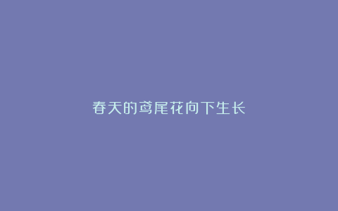 春天的鸢尾花向下生长