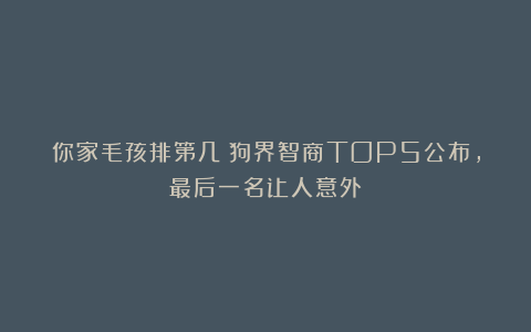 你家毛孩排第几？狗界智商TOP5公布，最后一名让人意外！