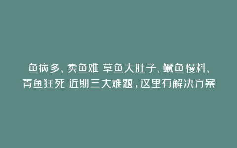 鱼病多、卖鱼难？草鱼大肚子、鳜鱼慢料、青鱼狂死！近期三大难题，这里有解决方案