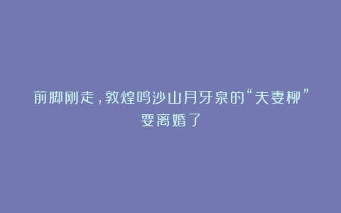 前脚刚走，敦煌鸣沙山月牙泉的“夫妻柳”要离婚了