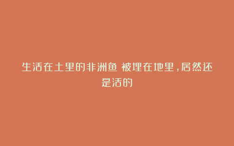 生活在土里的非洲鱼？被埋在地里，居然还是活的！
