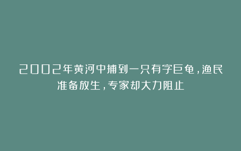 2002年黄河中捕到一只有字巨龟，渔民准备放生，专家却大力阻止