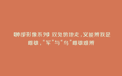 【肺部影像系列】双兔傍地走，安能辨我是雌雄，“军”与“鸟”雌雄难辨