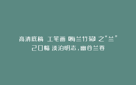 高清底稿||工笔画【梅兰竹菊】之“兰”20幅：淡泊明志，幽谷兰香