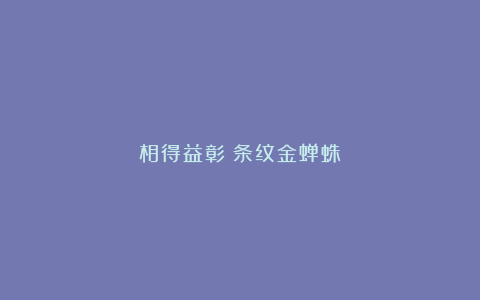 相得益彰（条纹金蝉蛛）