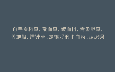 白毛夏枯草、散血草、破血丹、青鱼胆草、苦地胆、透骨草，是很好的止血药，认识吗？