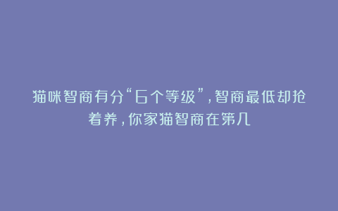 猫咪智商有分“6个等级”，智商最低却抢着养，你家猫智商在第几