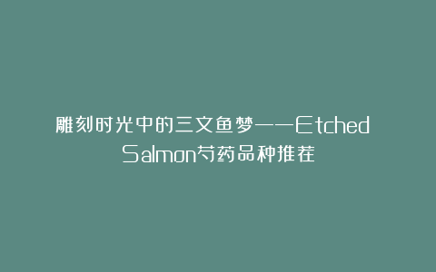 雕刻时光中的三文鱼梦——Etched Salmon芍药品种推荐