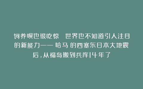 饲养员也很吃惊！ 世界也不知道引人注目的新能力——《哈马》的西塞东日本大地震后，从福岛搬到兵库14年了