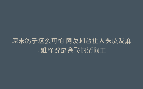 原来鸽子这么可怕!网友科普让人头皮发麻,难怪说是会飞的活阎王